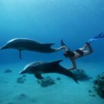 Swim With Dolphins Trip From Hurghada